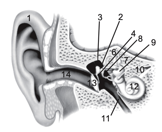 Gambar telinga dan bagian bagian dari telinga