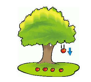 Contoh Efek Gaya Gravitasi dari Pohon apel di Materi SD Kelas IV