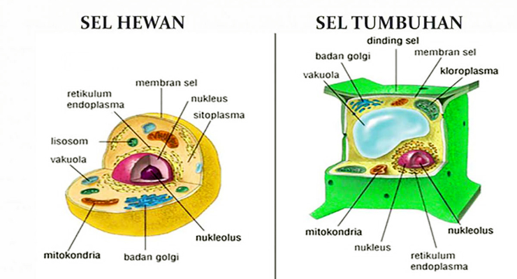 Struktur sel tumbuhan