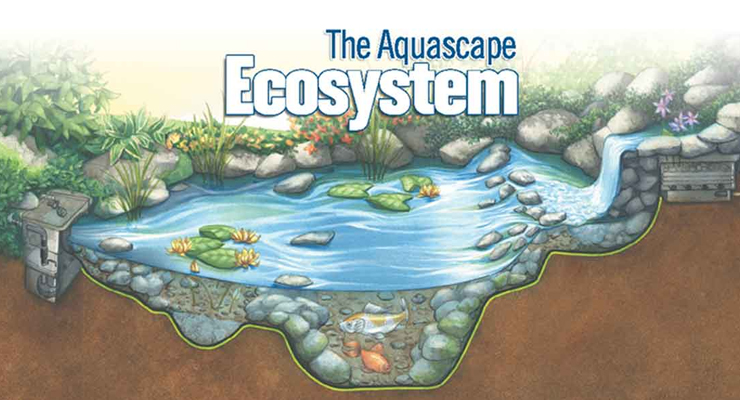 Ekosistem Aquascape terbaru